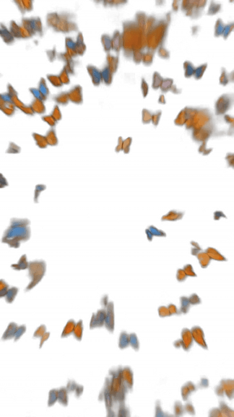 butterfly follow