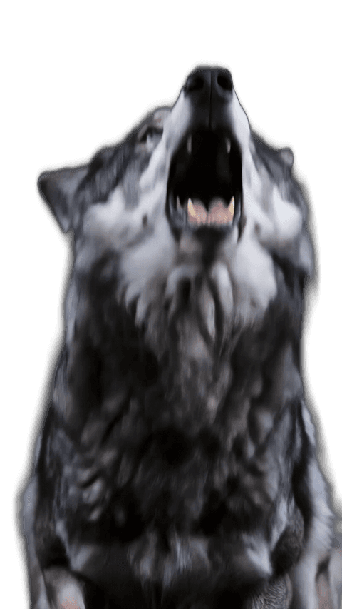 Epic Wolf