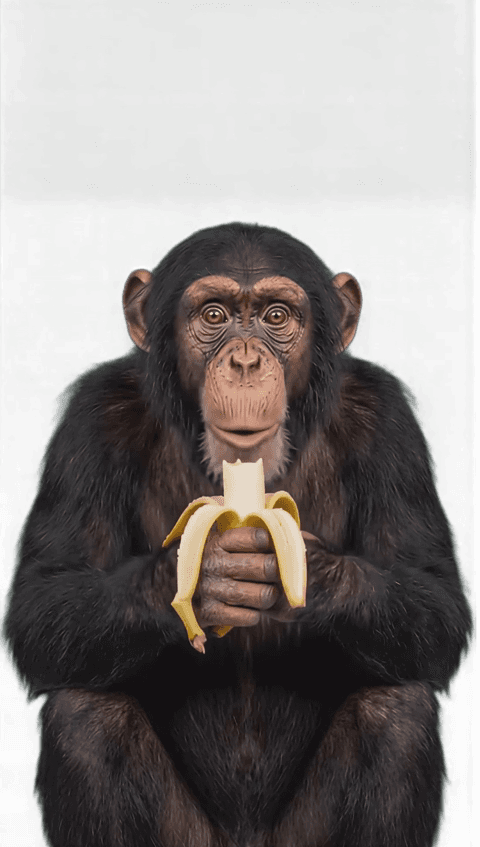 Funny Chimpanzee