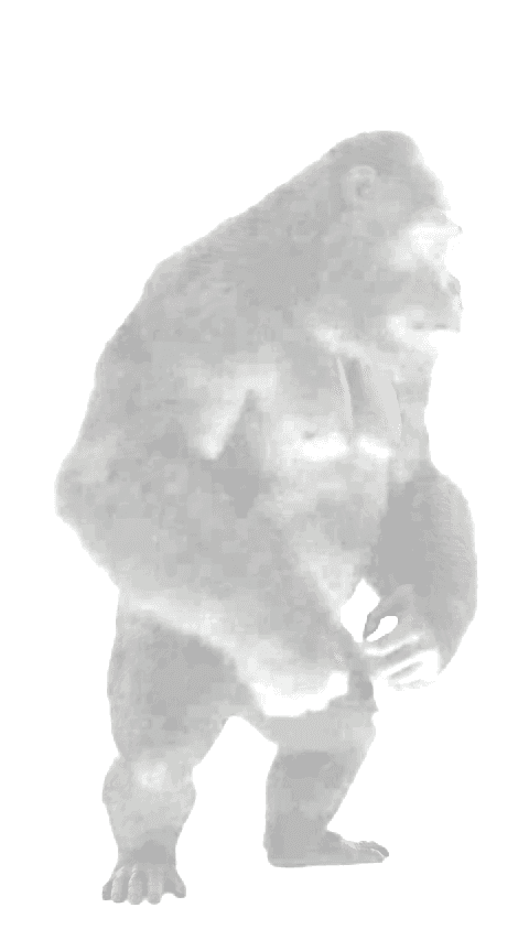 Gorilla och Nöö